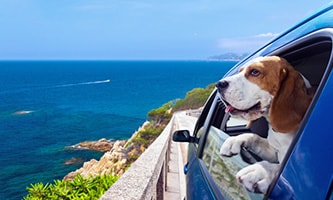 Ein Hund streckt seinen Kopf aus dem blauen Auto mit Blick auf das Meer